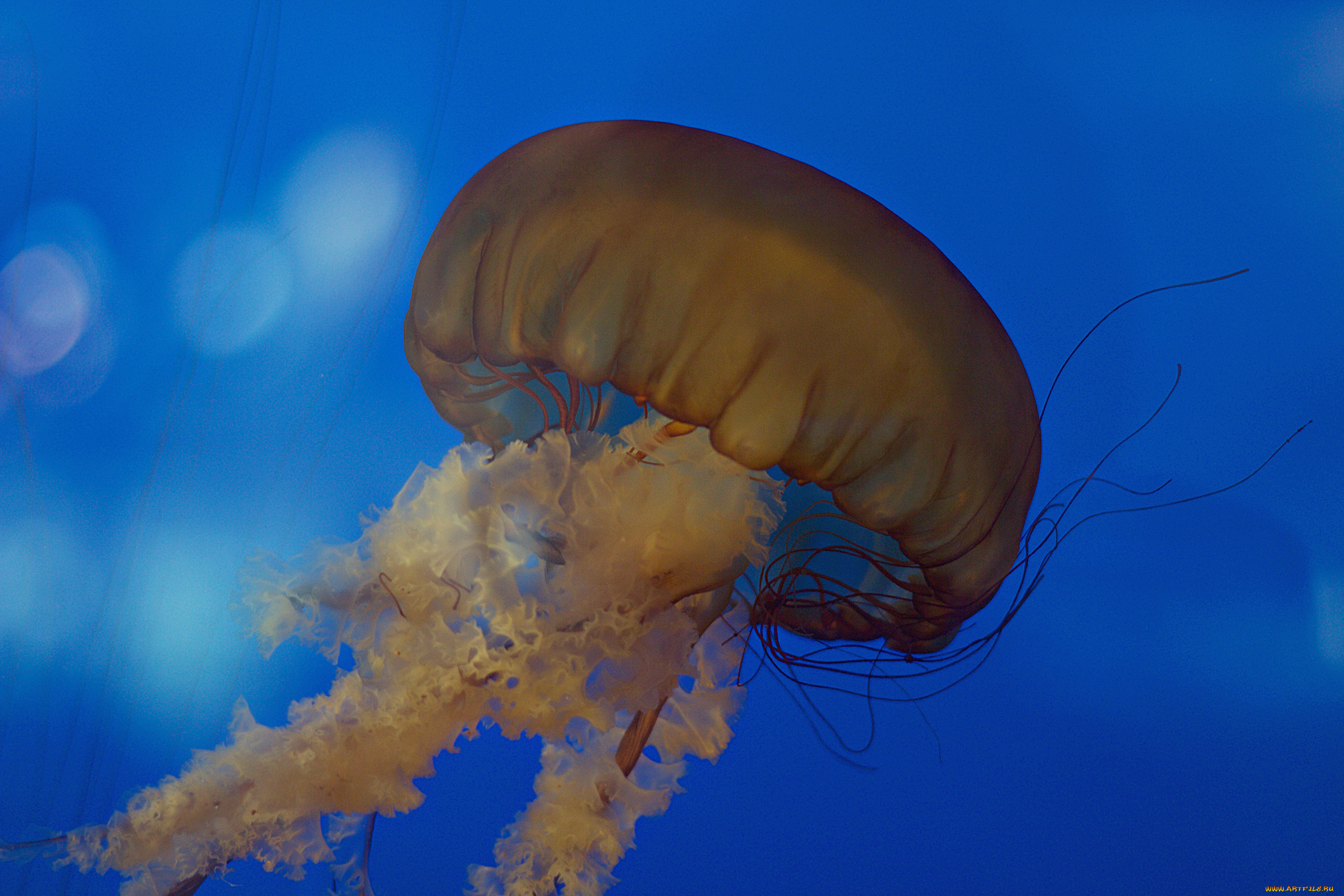 животные, медузы, медуза, подводный, мир, организм, море, океан, вода, гидроидные, сцифоидные