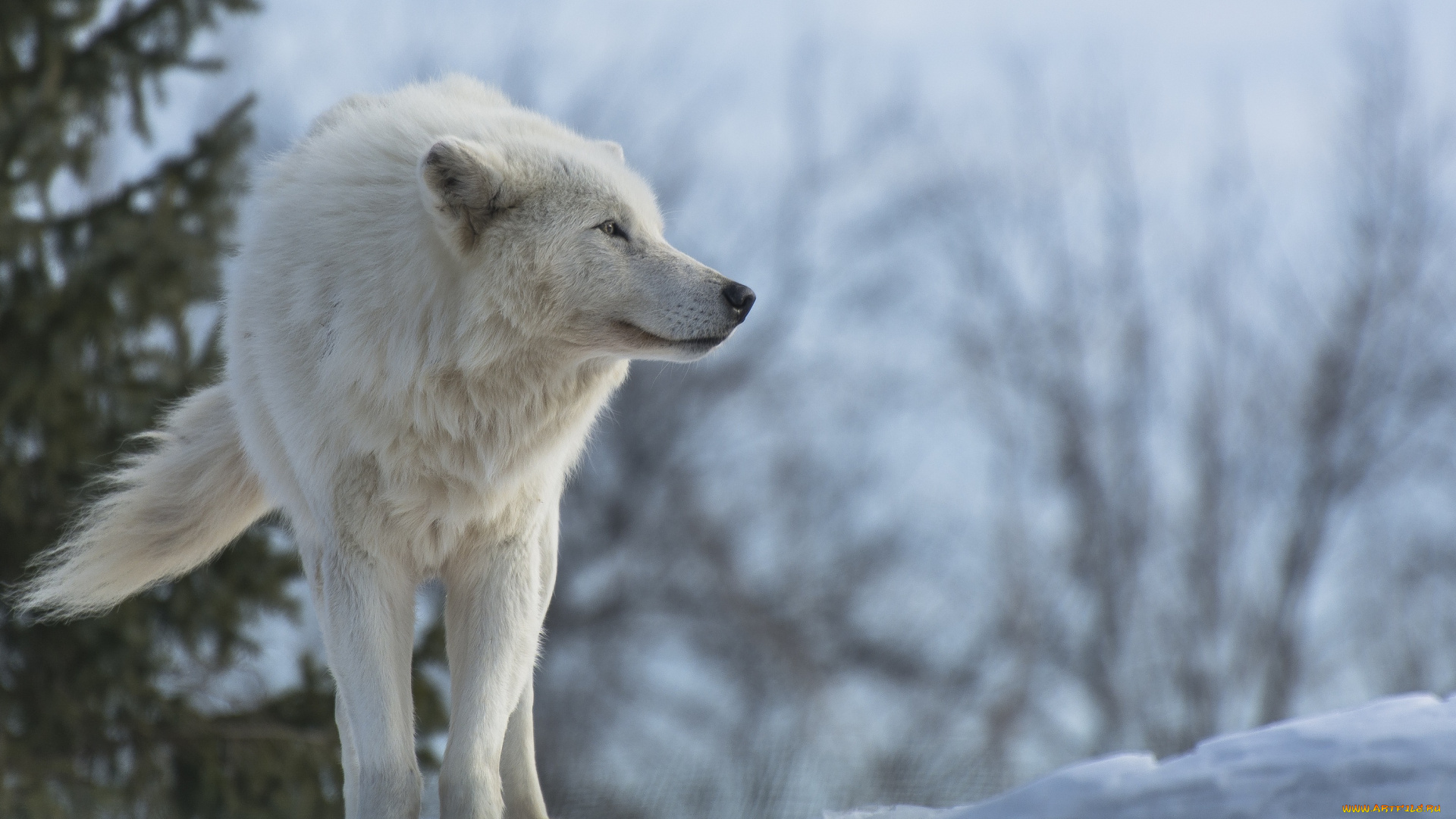 животные, волки, зима, белый, волк, снег