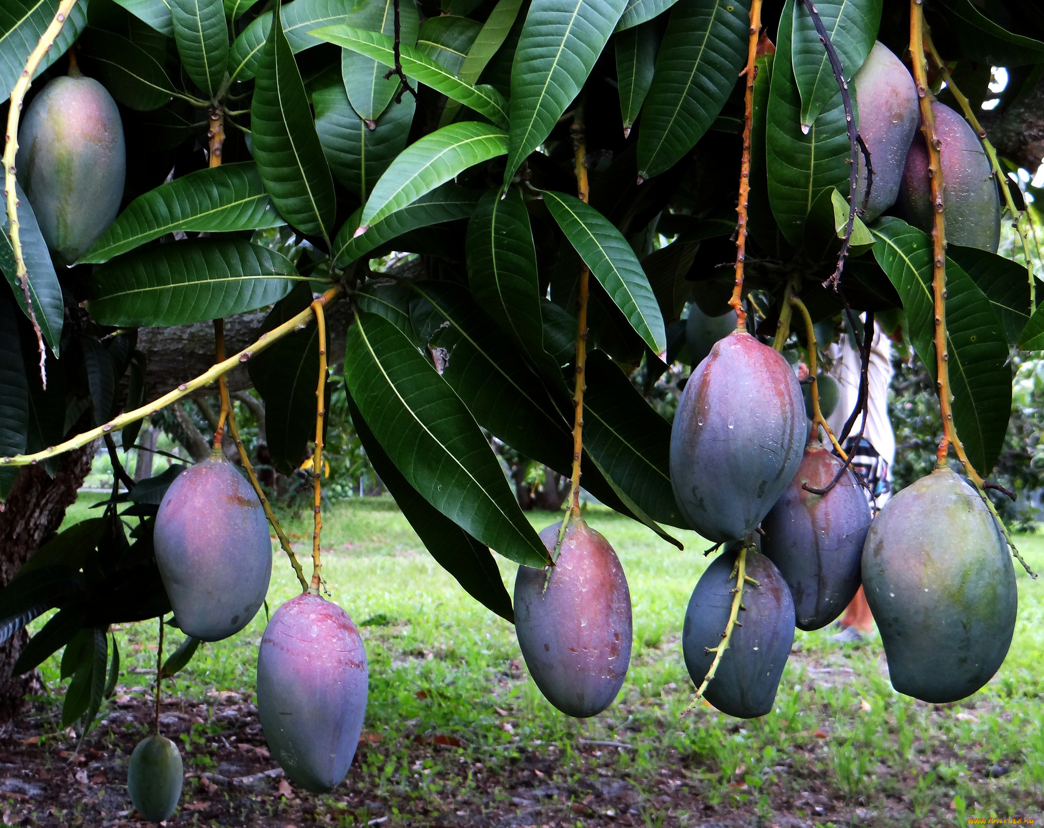mango, природа, плоды, дерево, листья, манго, ветки