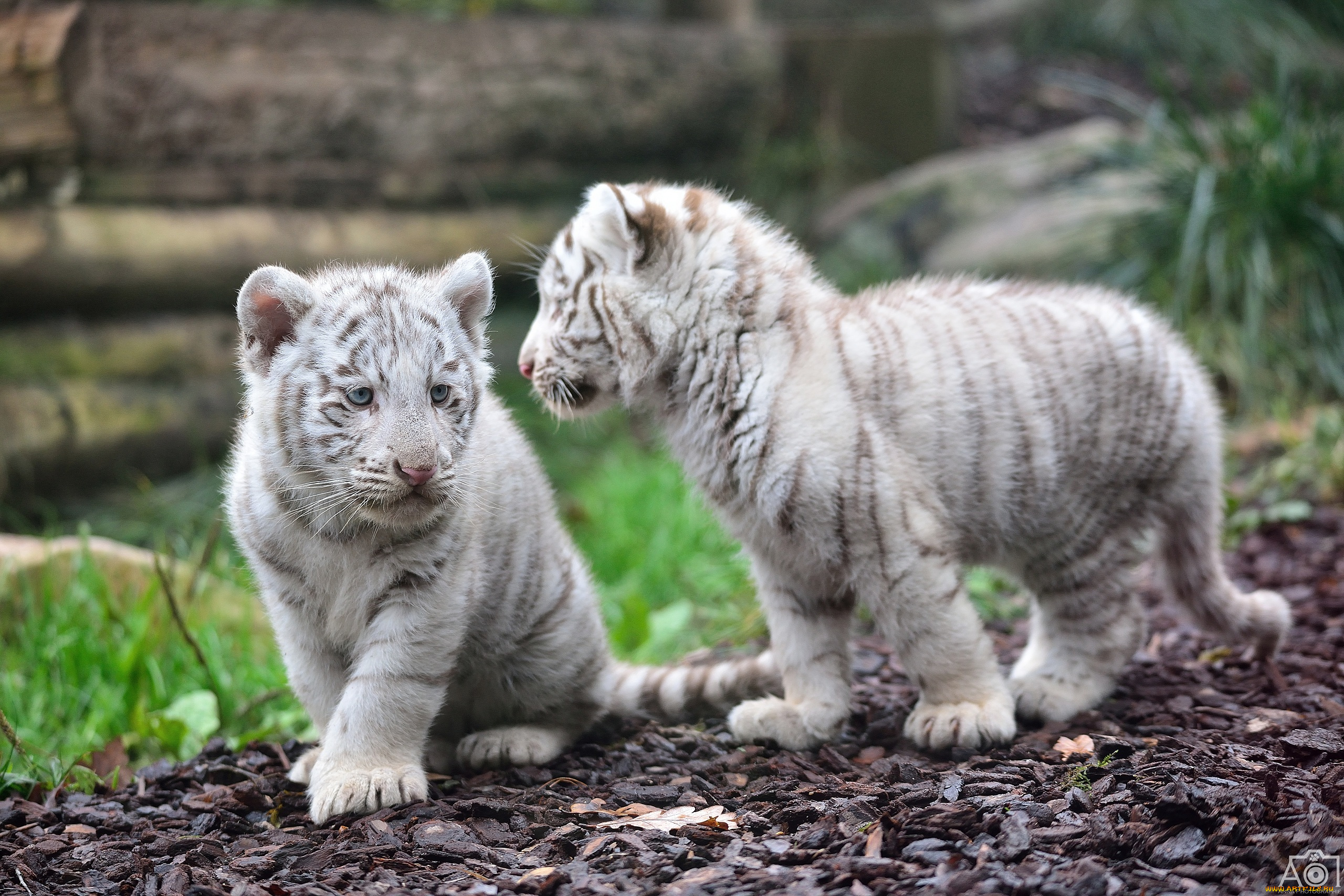 животные, тигры, белые, пара, детеныши, тигрята