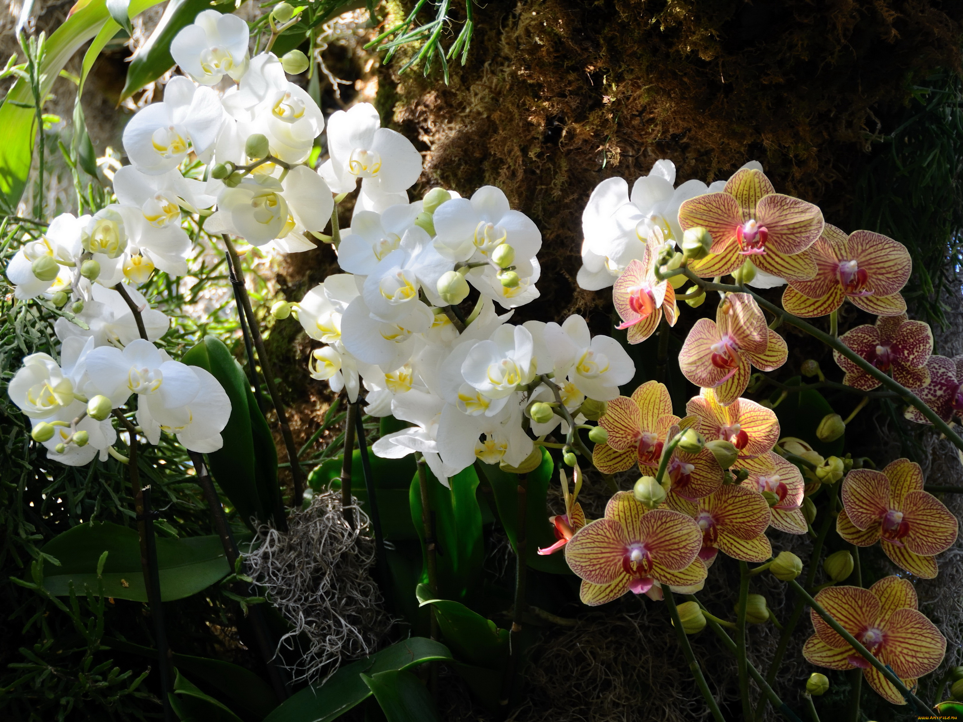 цветы, орхидеи, белые