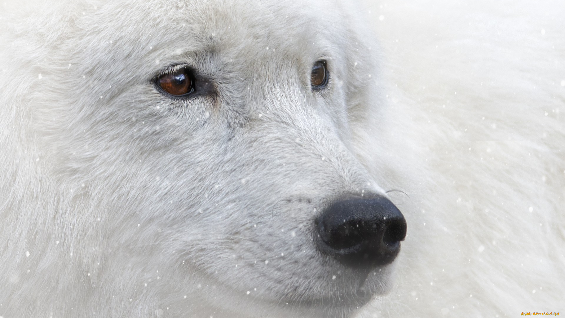 животные, волки, , койоты, , шакалы, взгляд, снег, карие, глаза, белый, волк, животное