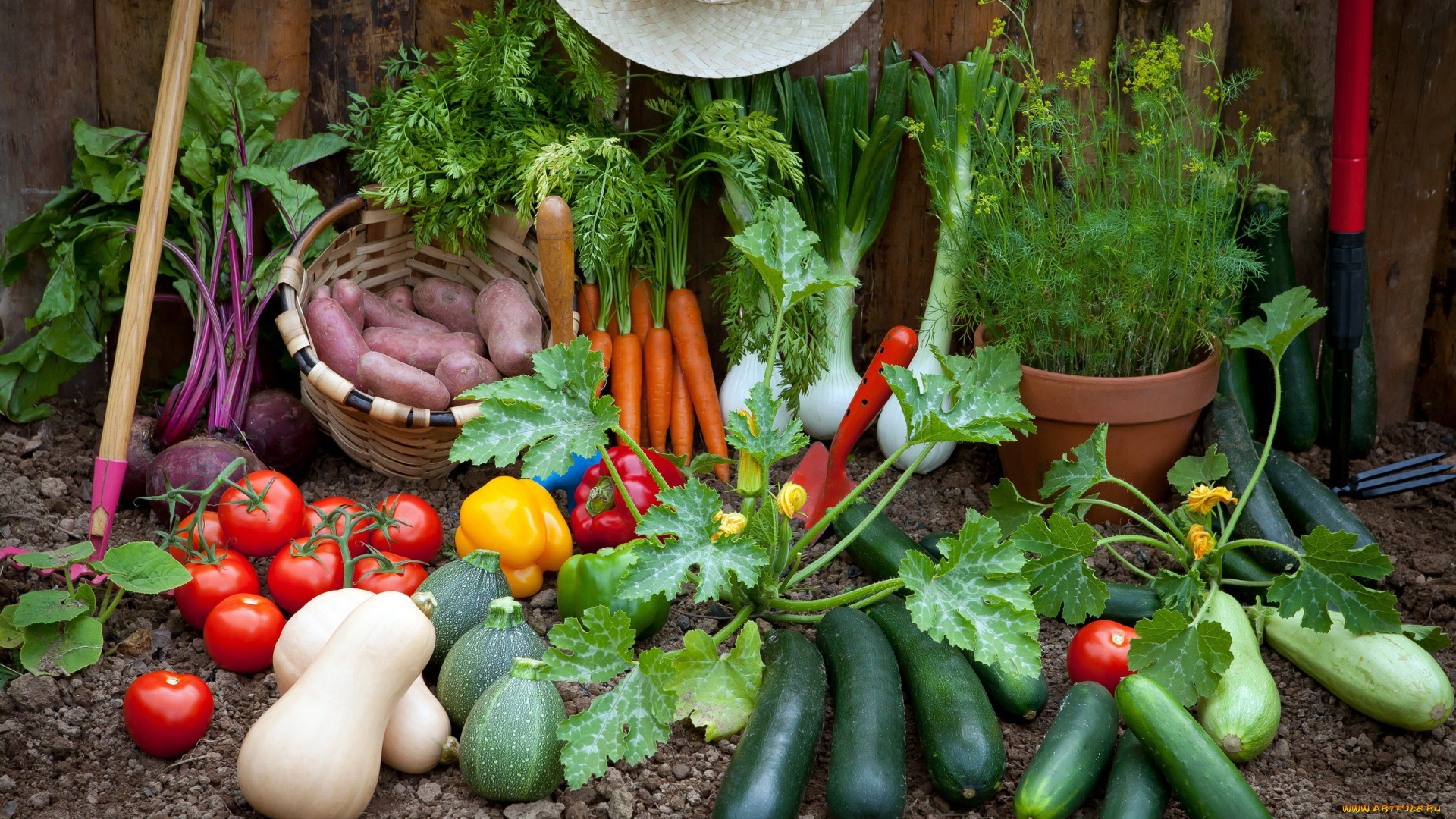 еда, овощи, помидоры, огурцы, свекла, картофель, урожай, укроп, кабачки