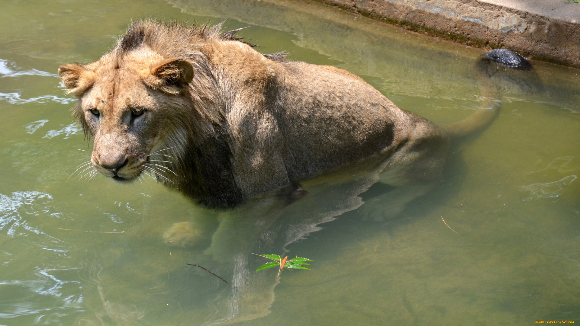 животные, львы, лев, бассейн