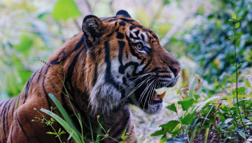 Картинка животные тигры клыки пасть профиль морда кошка