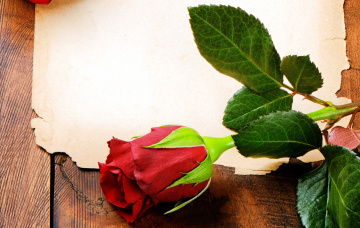 Картинка цветы розы красный одиночка