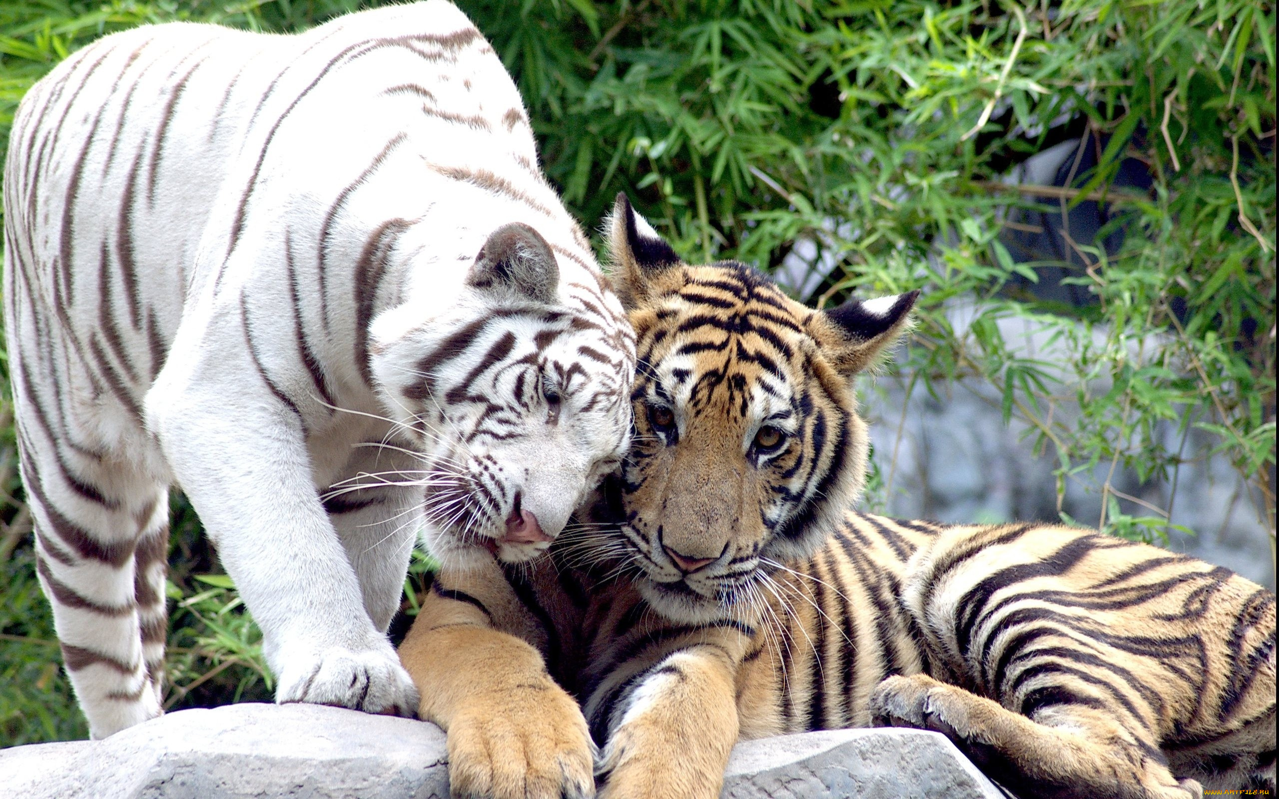 животные, тигры, рыжий, камни, деревья, ласка, белый, хищники
