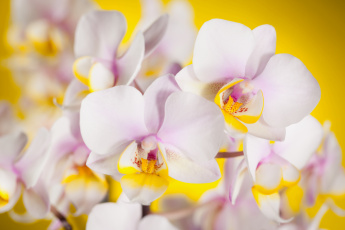 Картинка цветы орхидеи лепестки
