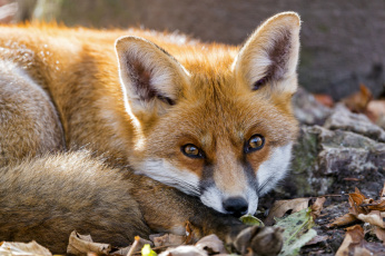 Картинка животные лисы мордочка рыжий