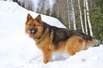 Картинка животные собаки лес зима немецкая овчарка собака