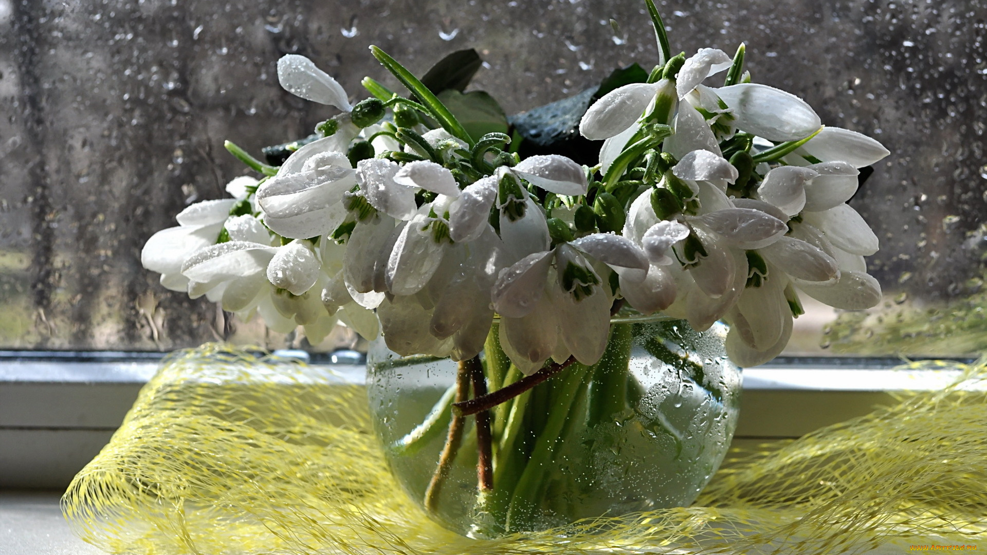 цветы, подснежники, , белоцветник, букет, весна, вода, дождь, композиция, натюрморт