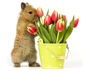 Картинка животные кролики +зайцы фон ведро цветы кролик