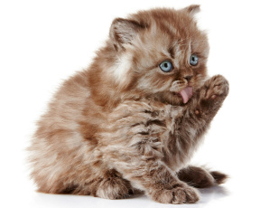 Картинка животные коты котёнок британская длинношёрстная кошка