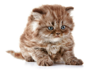 Картинка животные коты британская длинношёрстная кошка котёнок