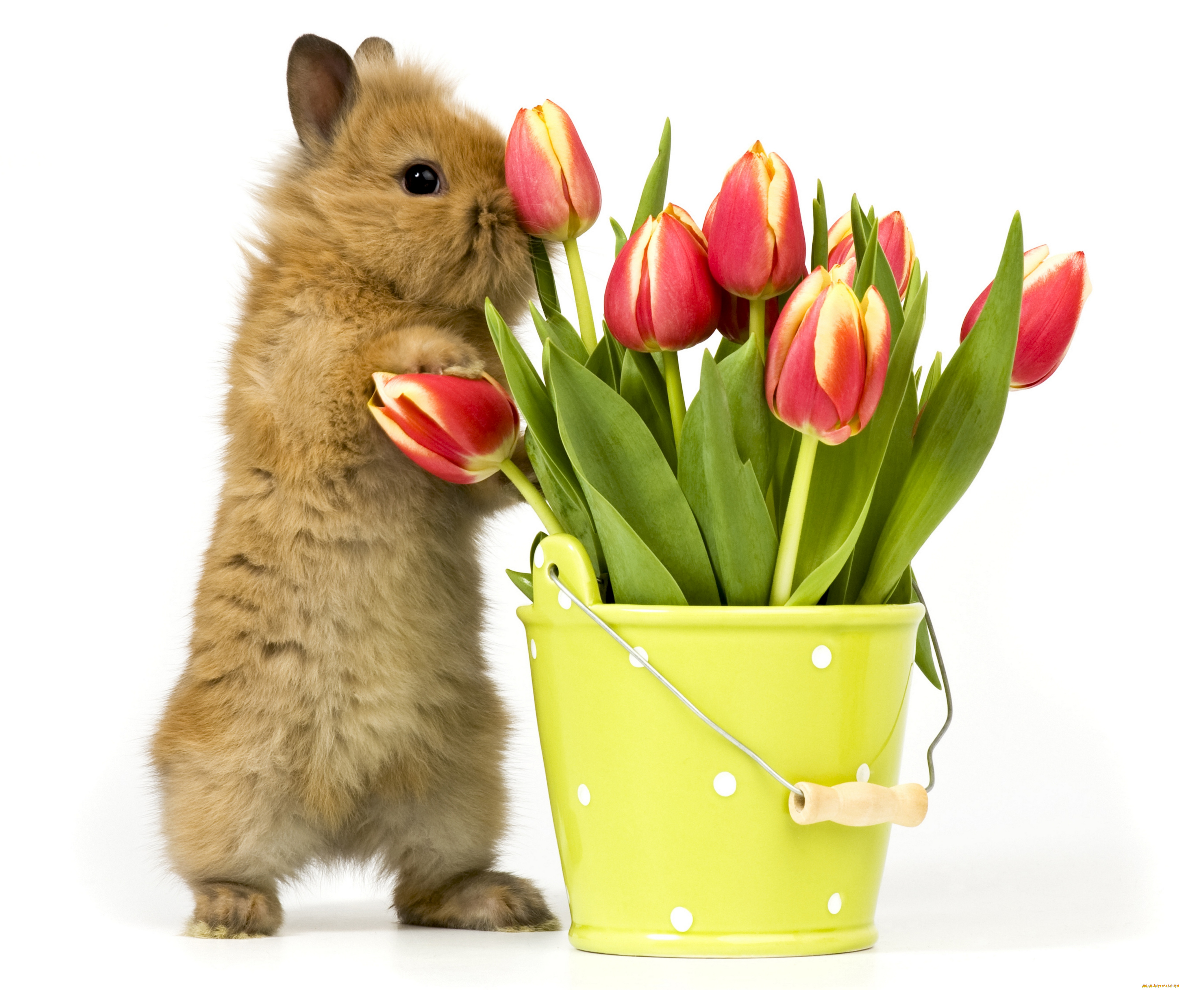 животные, кролики, , зайцы, фон, ведро, цветы, кролик