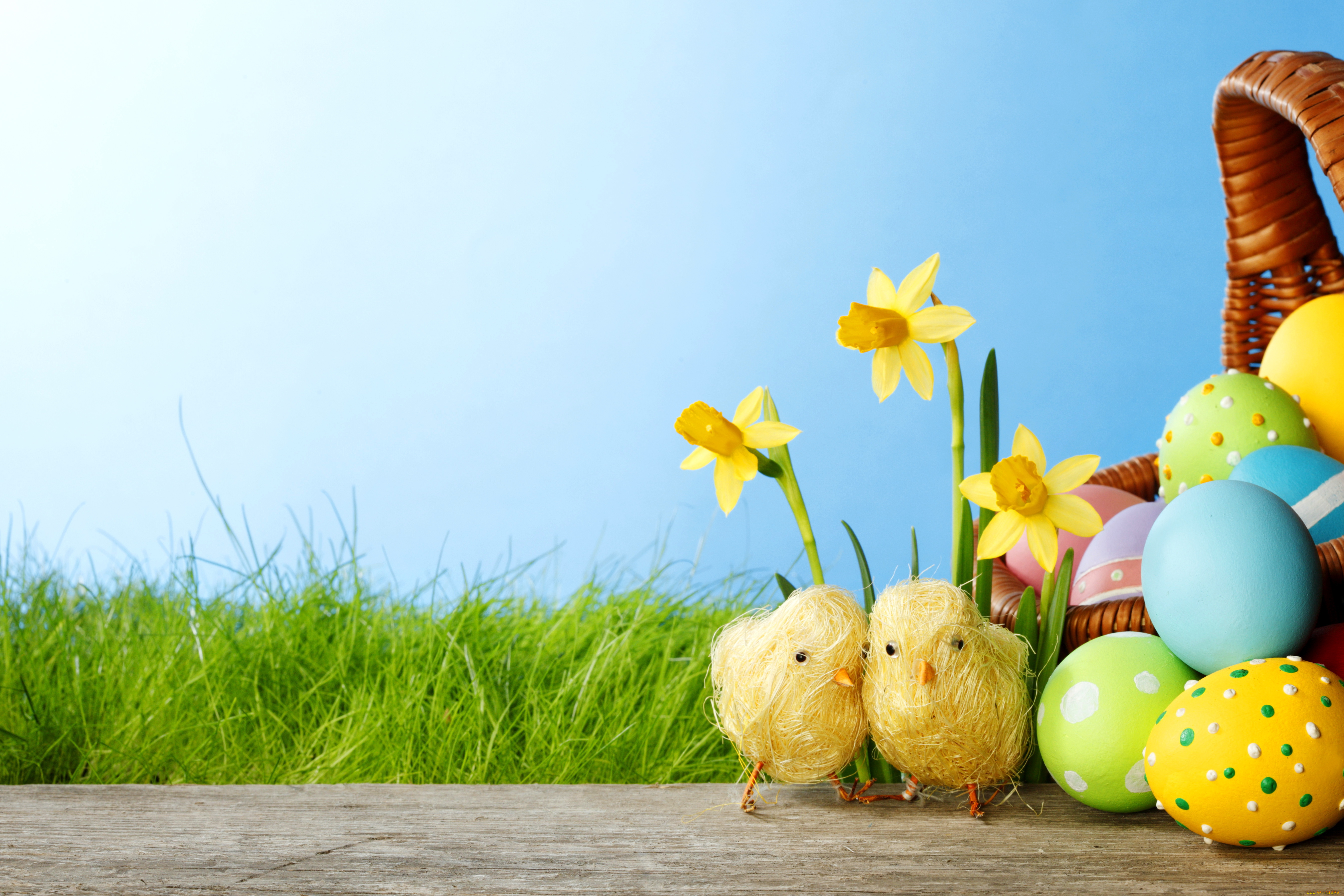 праздничные, пасха, весна, цветы, нарциссы, springer, grass, daffodils, colorful, easter, spring, flowers, eggs, яйца, крашеные, трава, цыплята