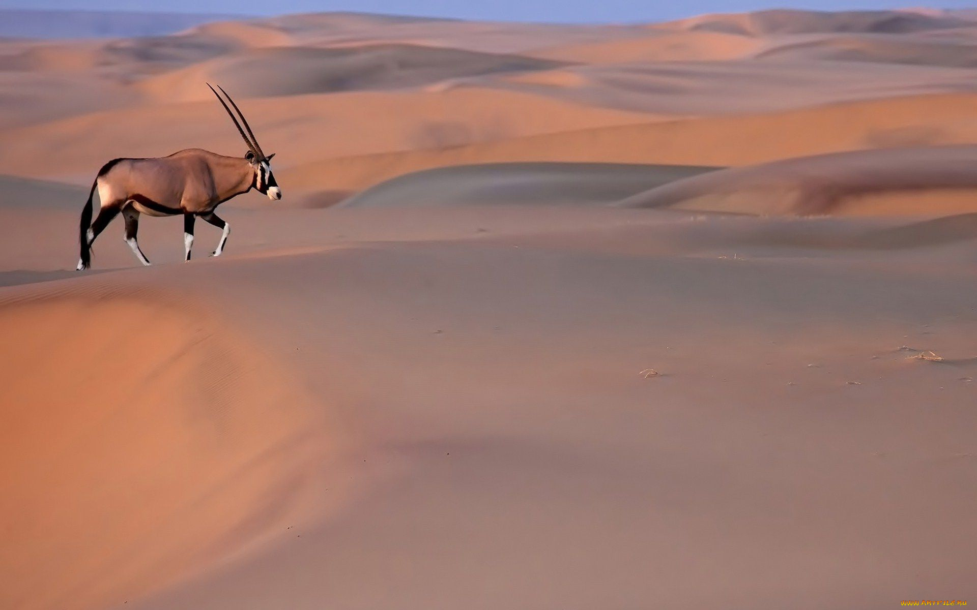 животные, антилопы, oryx, пустыня