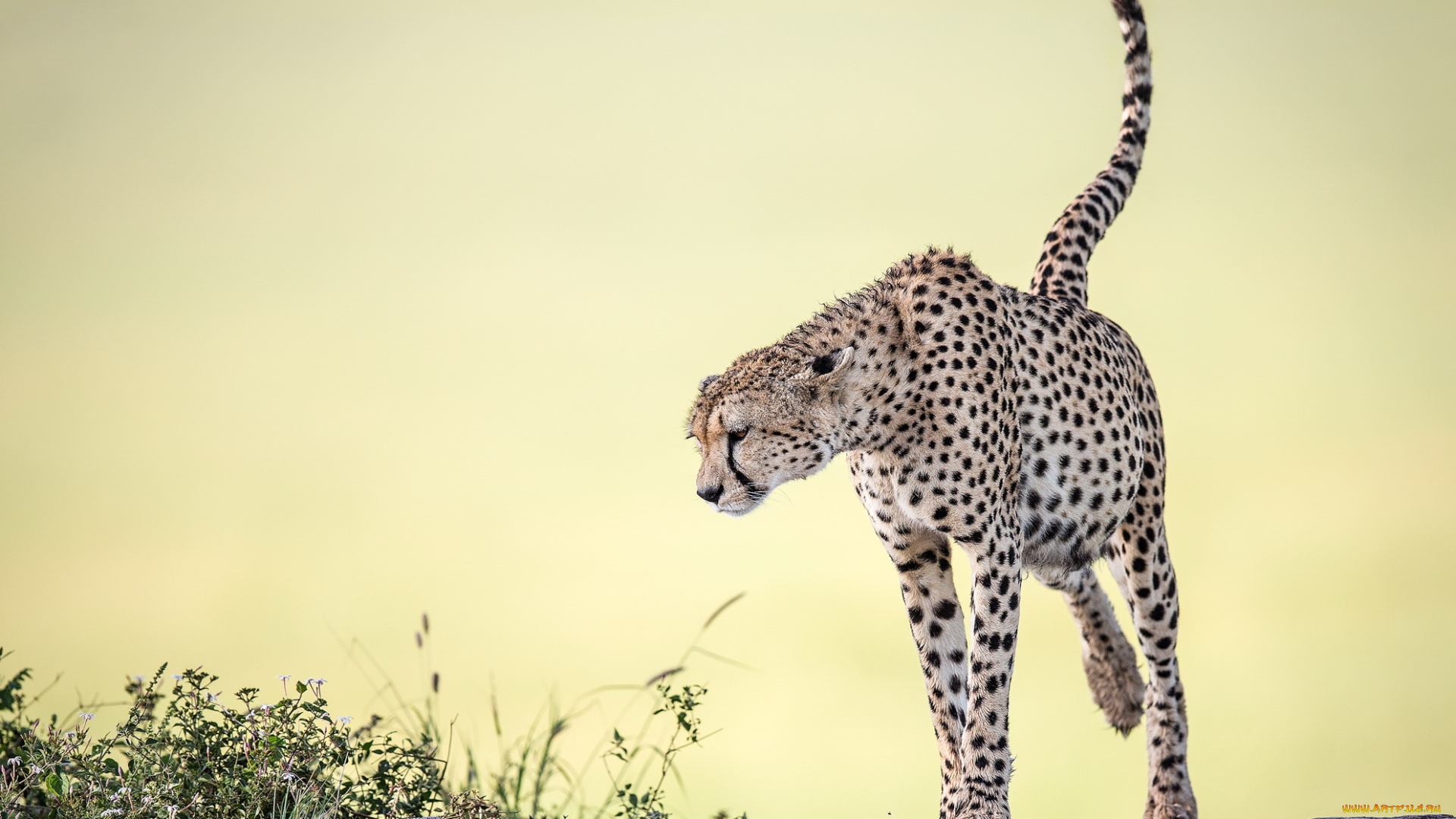 животные, гепарды, фон, природа, cheetah