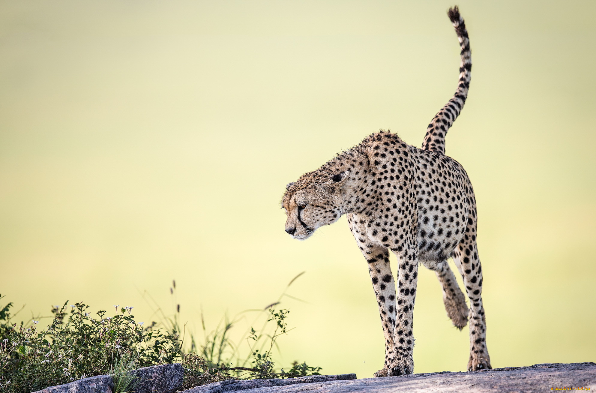 животные, гепарды, фон, природа, cheetah