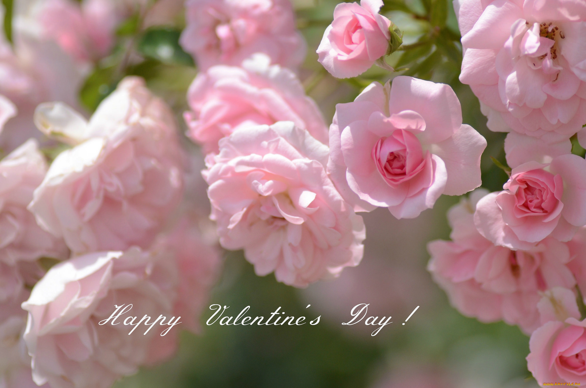 праздничные, день, святого, валентина, , сердечки, , любовь, розы