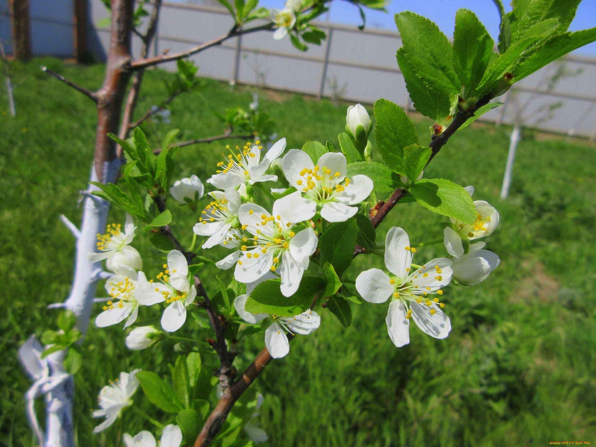 цветы, цветущие, деревья, , , кустарники, весна, 2018, апрель