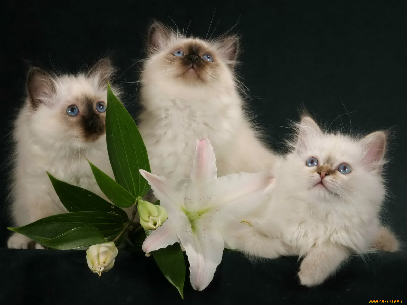 животные, коты, цветок, котята