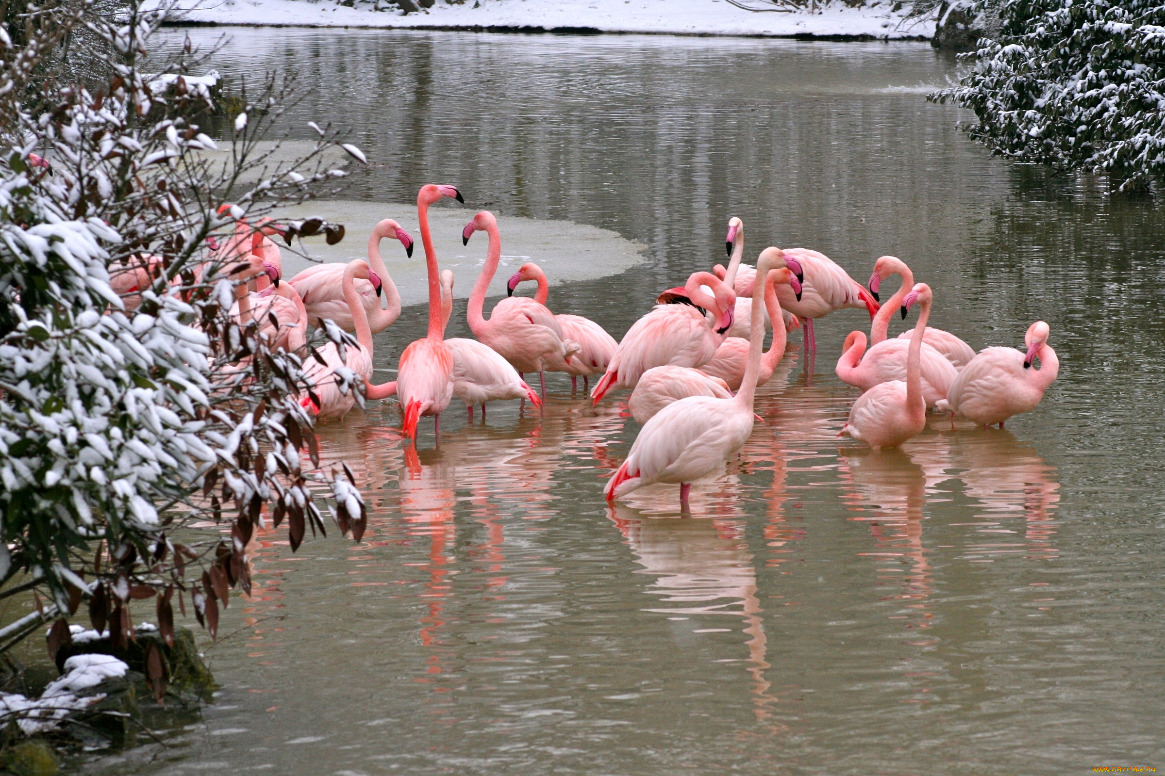 животные, фламинго, розовый