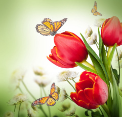 Картинка разное компьютерный+дизайн красные тюльпаны цветы хризантемы бабочки