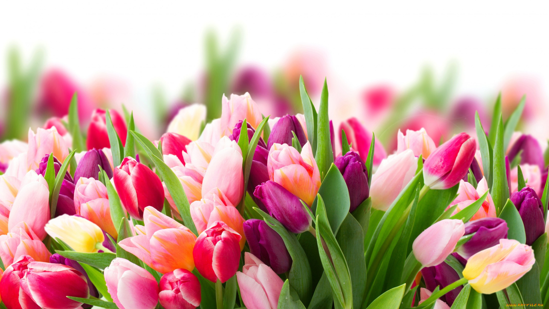 цветы, тюльпаны, tulips, flowers