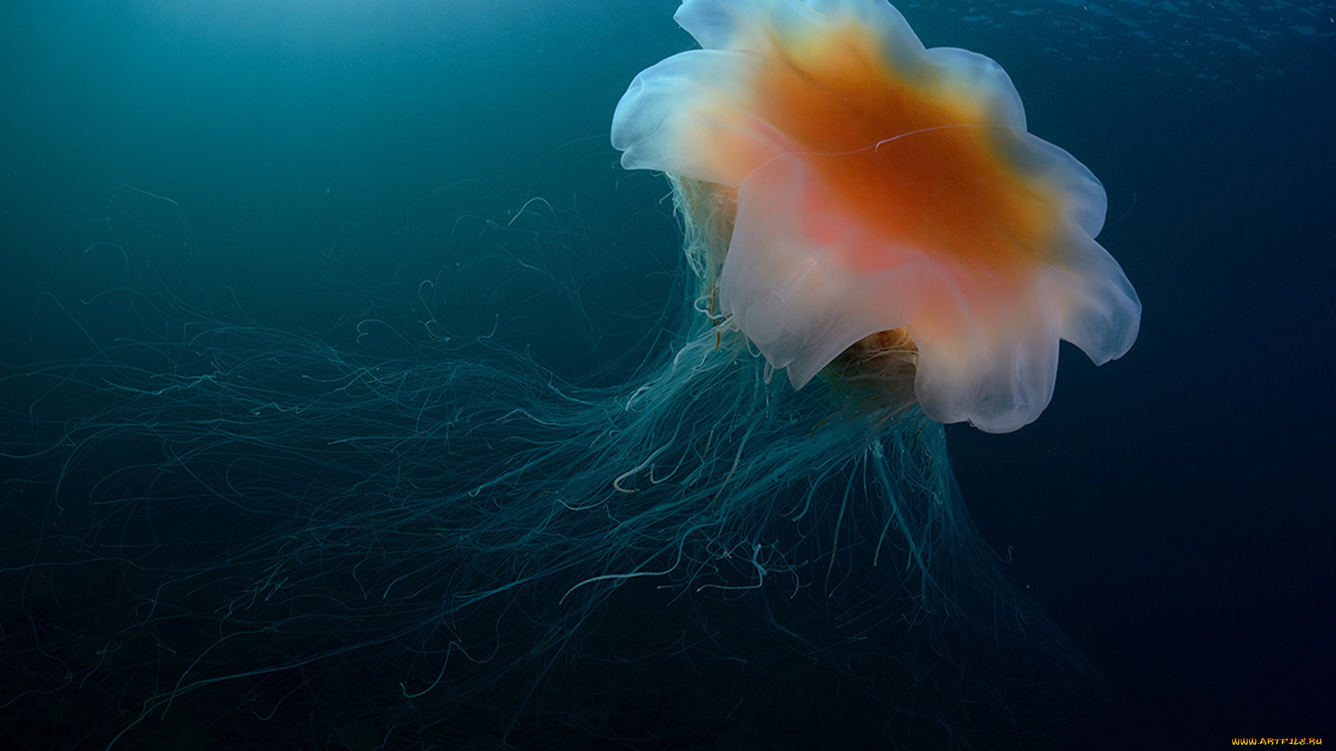 животные, медузы, подводный, мир, море, океан, медуза