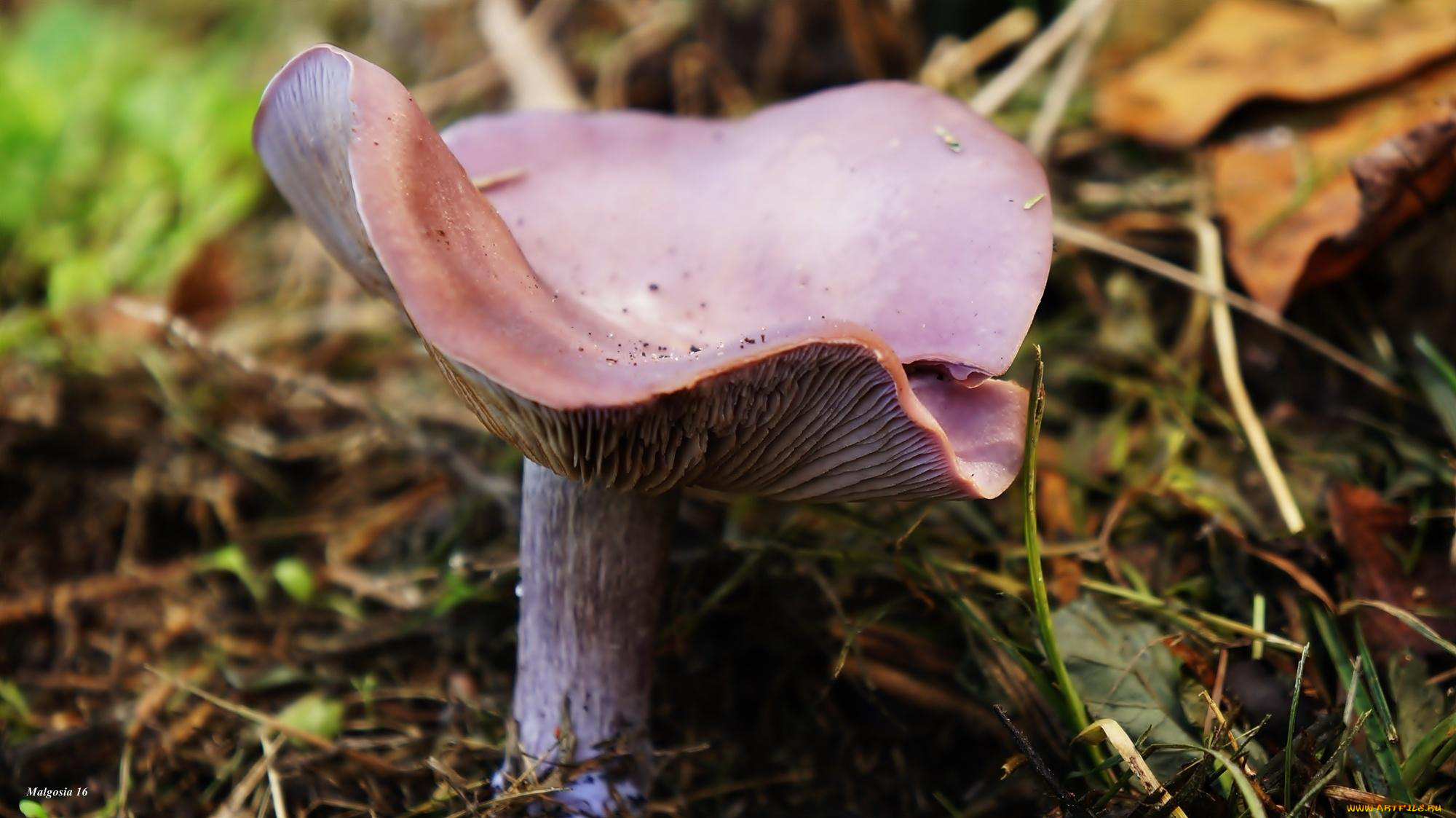 природа, грибы, фиолетовый