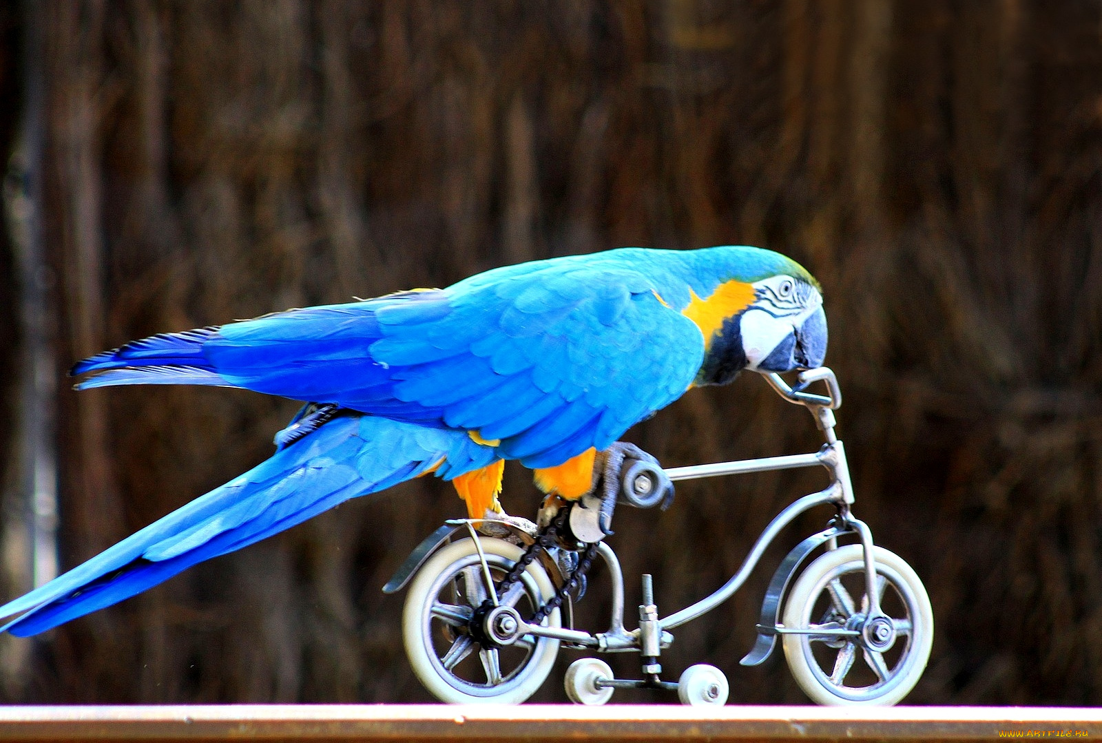 животные, попугаи, синий, велосипед