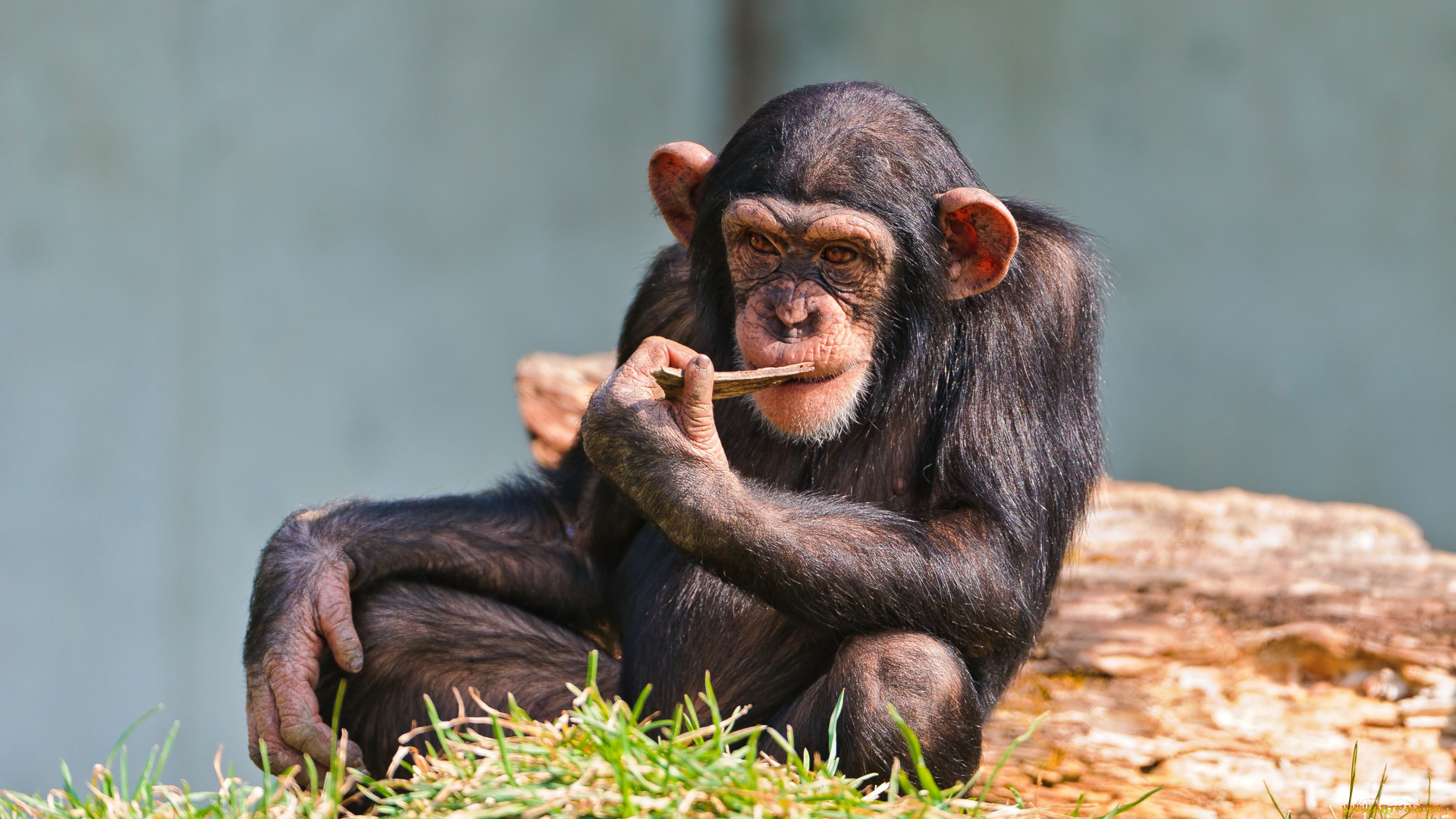 животные, обезьяны, шимпанзе, задумчивость