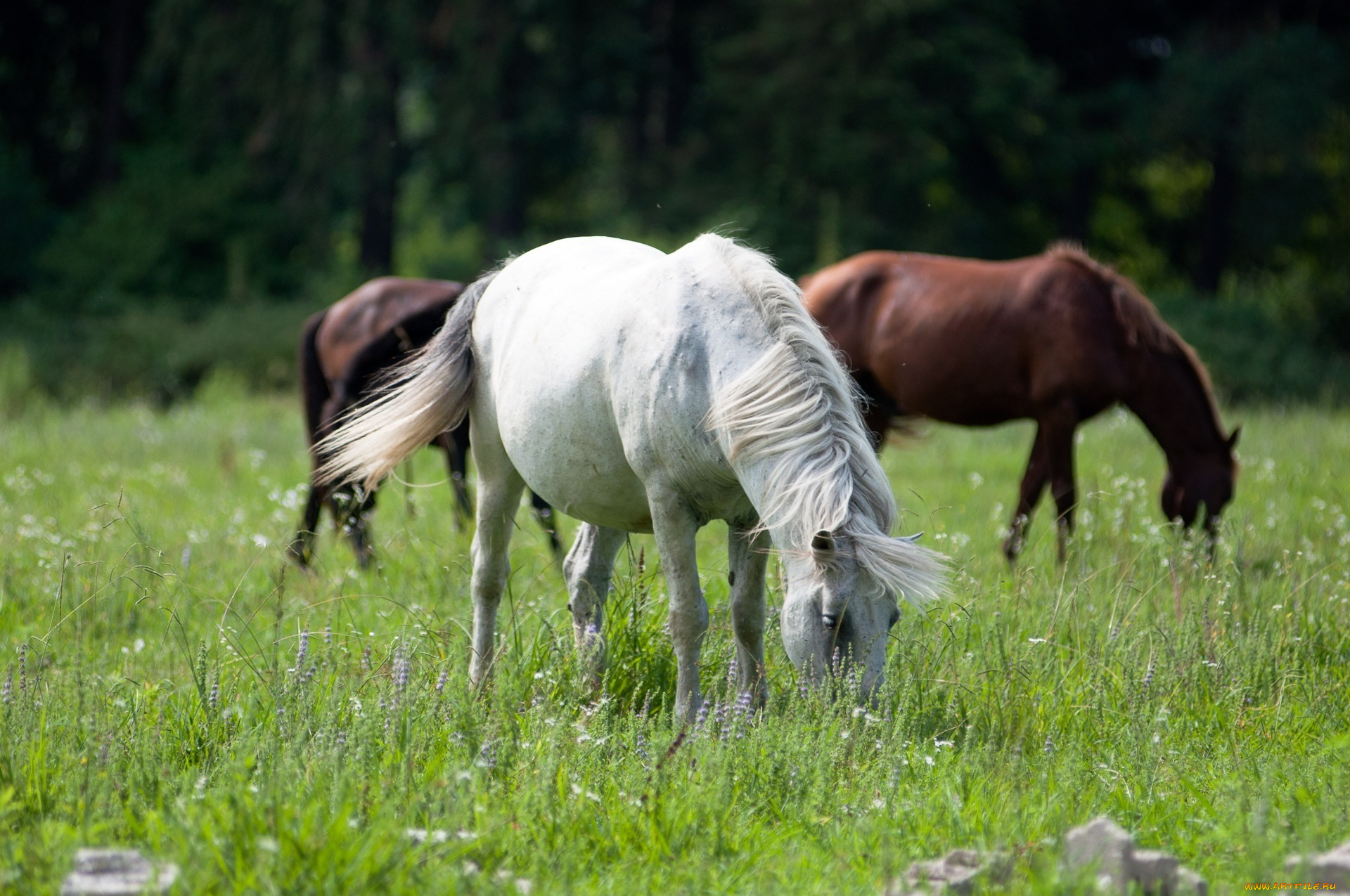 животные, лошади, поле, трава
