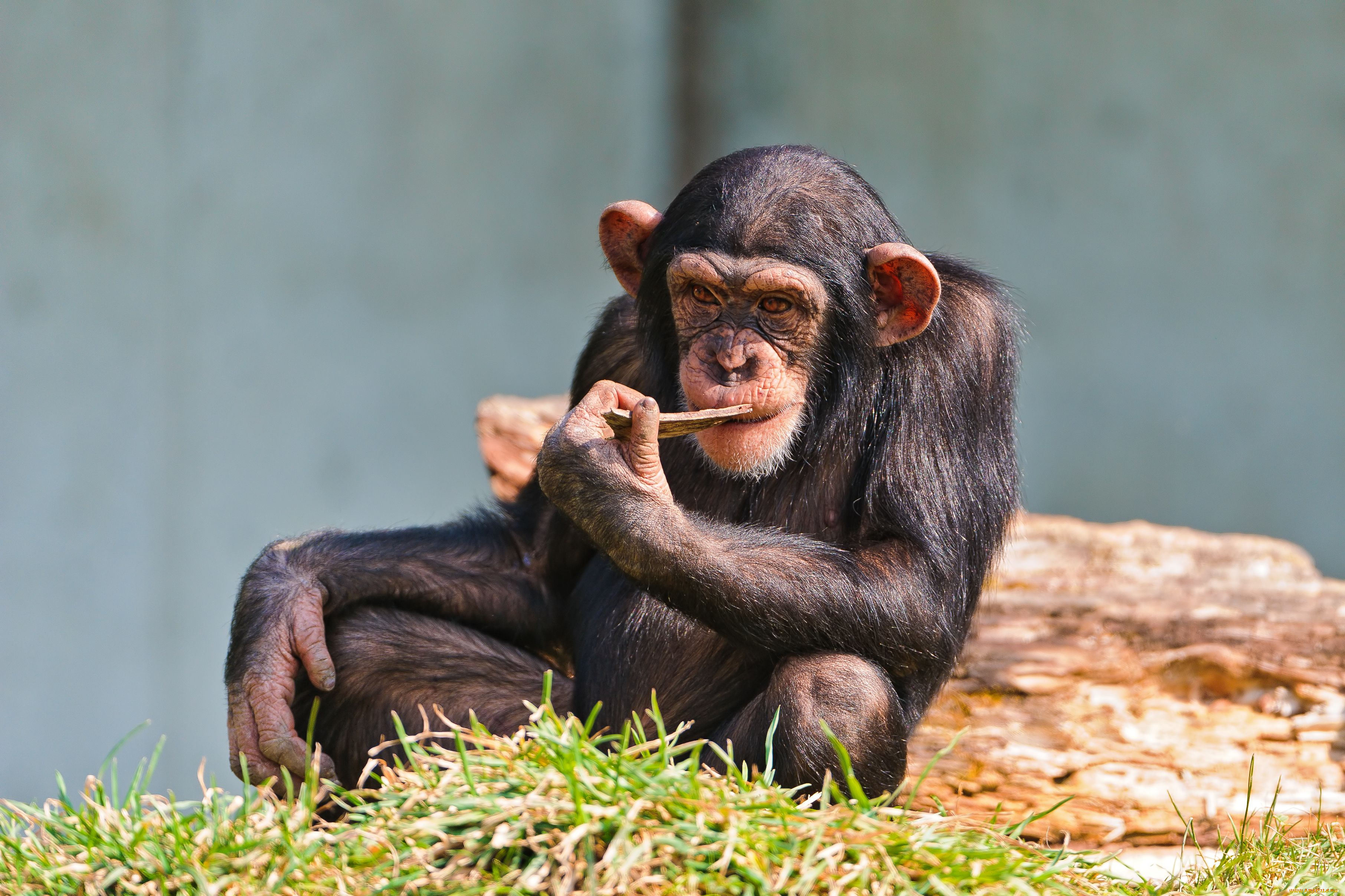 животные, обезьяны, шимпанзе, задумчивость