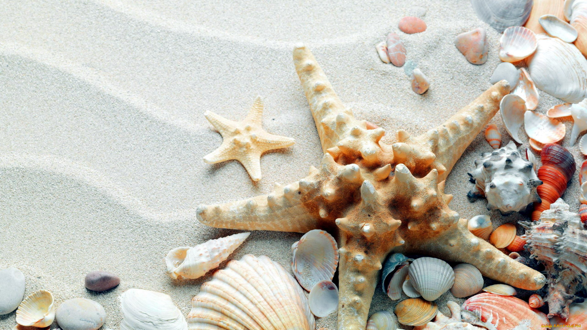 разное, ракушки, , кораллы, , декоративные, и, spa-камни, морская, звезда, песок
