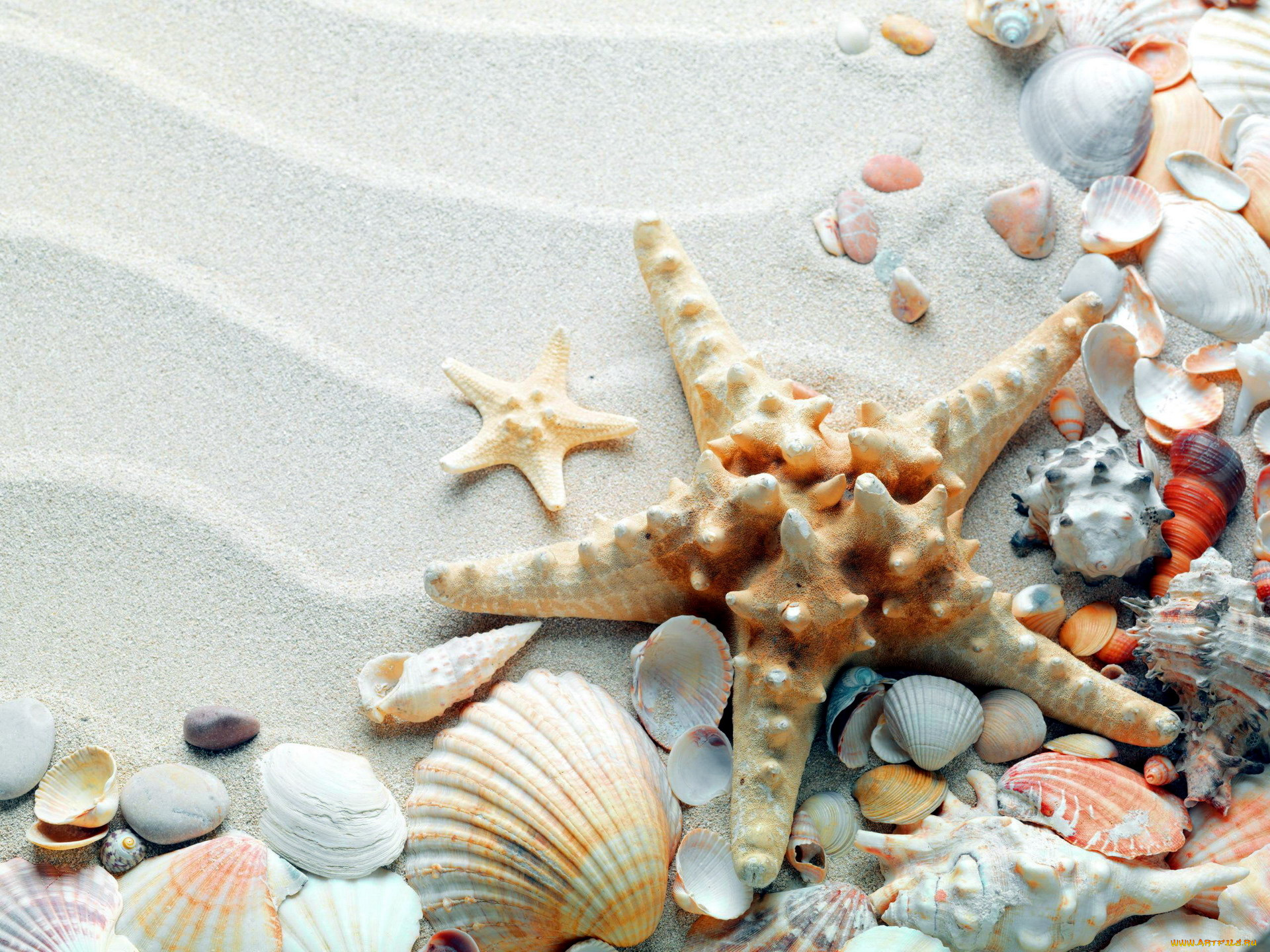 разное, ракушки, , кораллы, , декоративные, и, spa-камни, морская, звезда, песок
