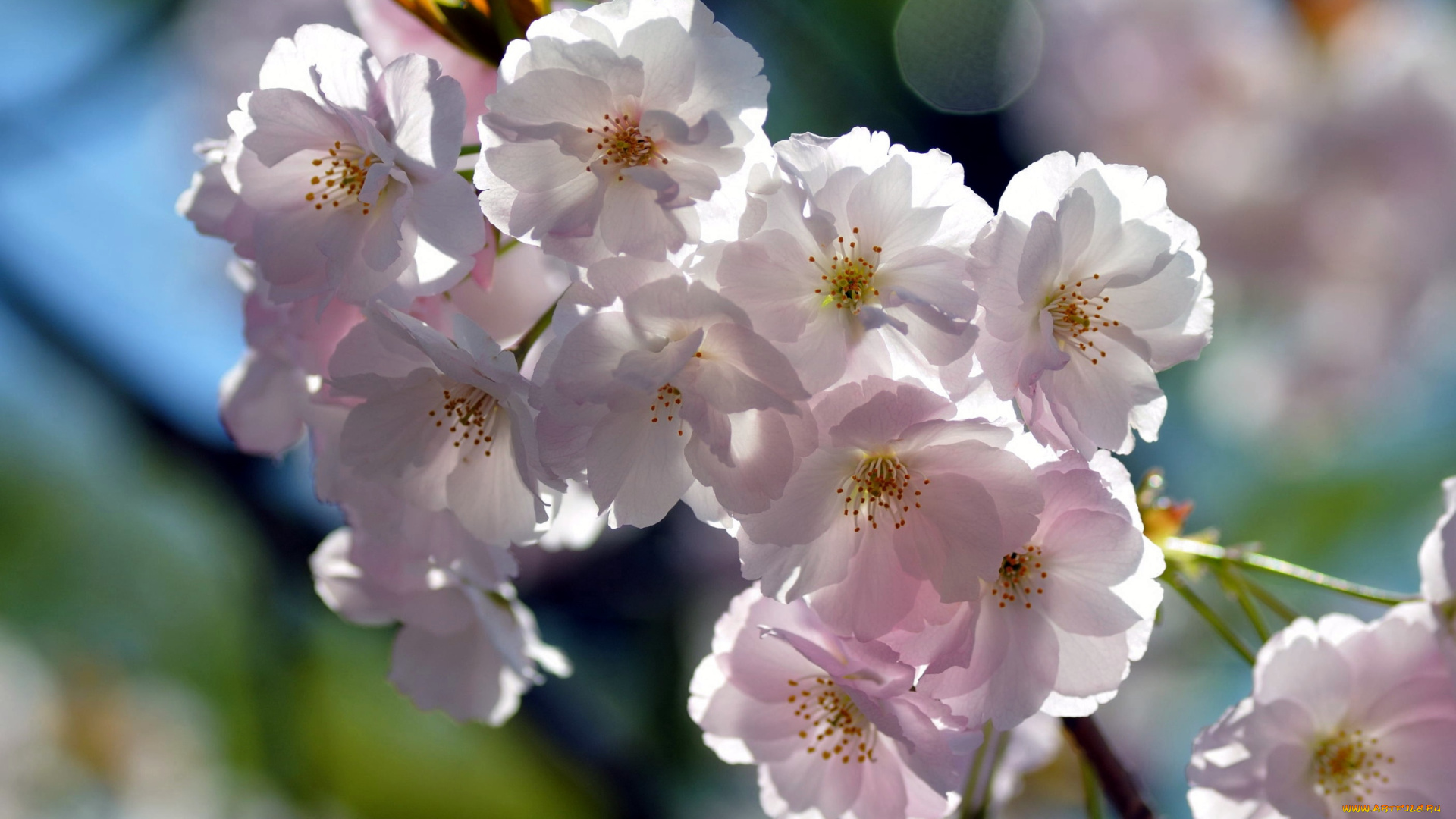 цветы, сакура, вишня, ветка, бледно-розовый