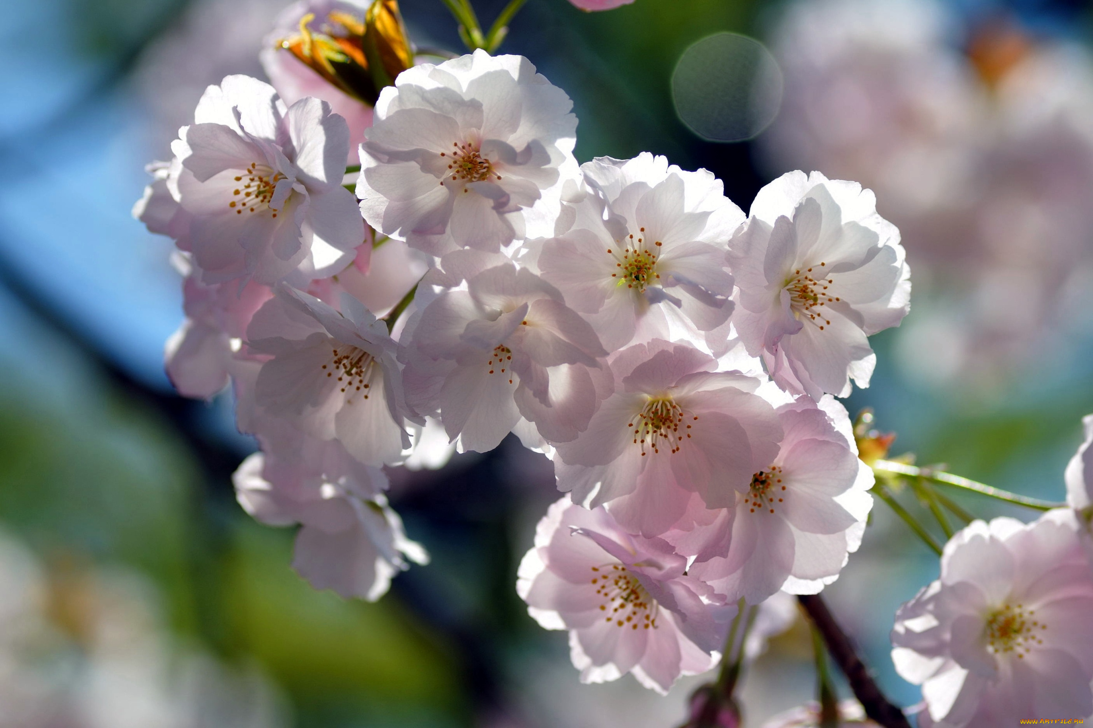 цветы, сакура, вишня, ветка, бледно-розовый