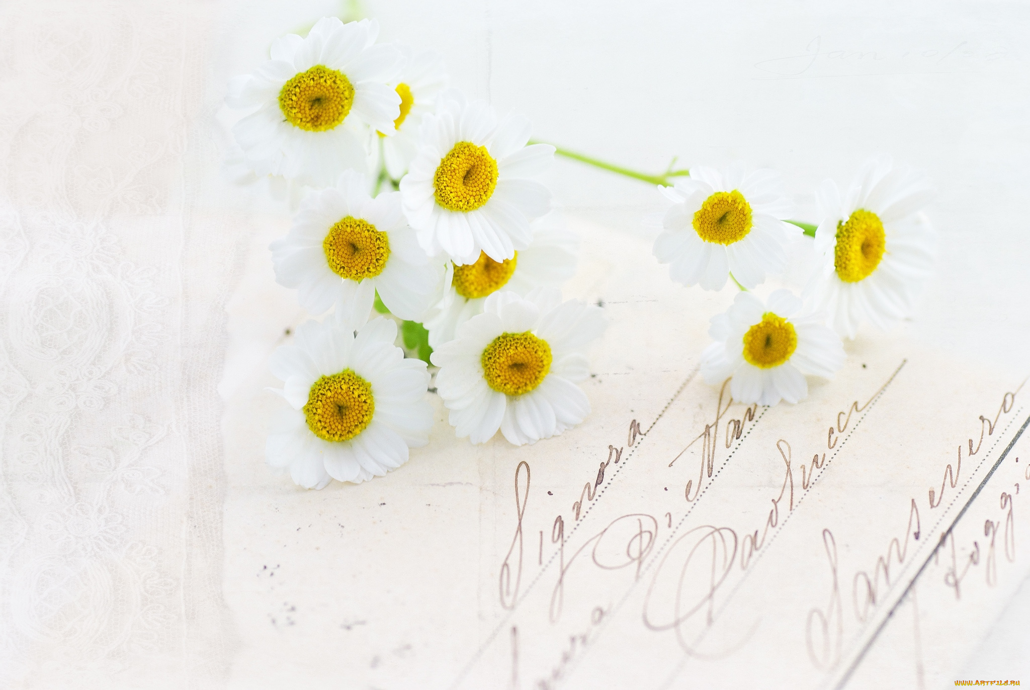 цветы, ромашки, белый, письмо
