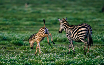 Картинка животные зебры детёныш жеребёнок