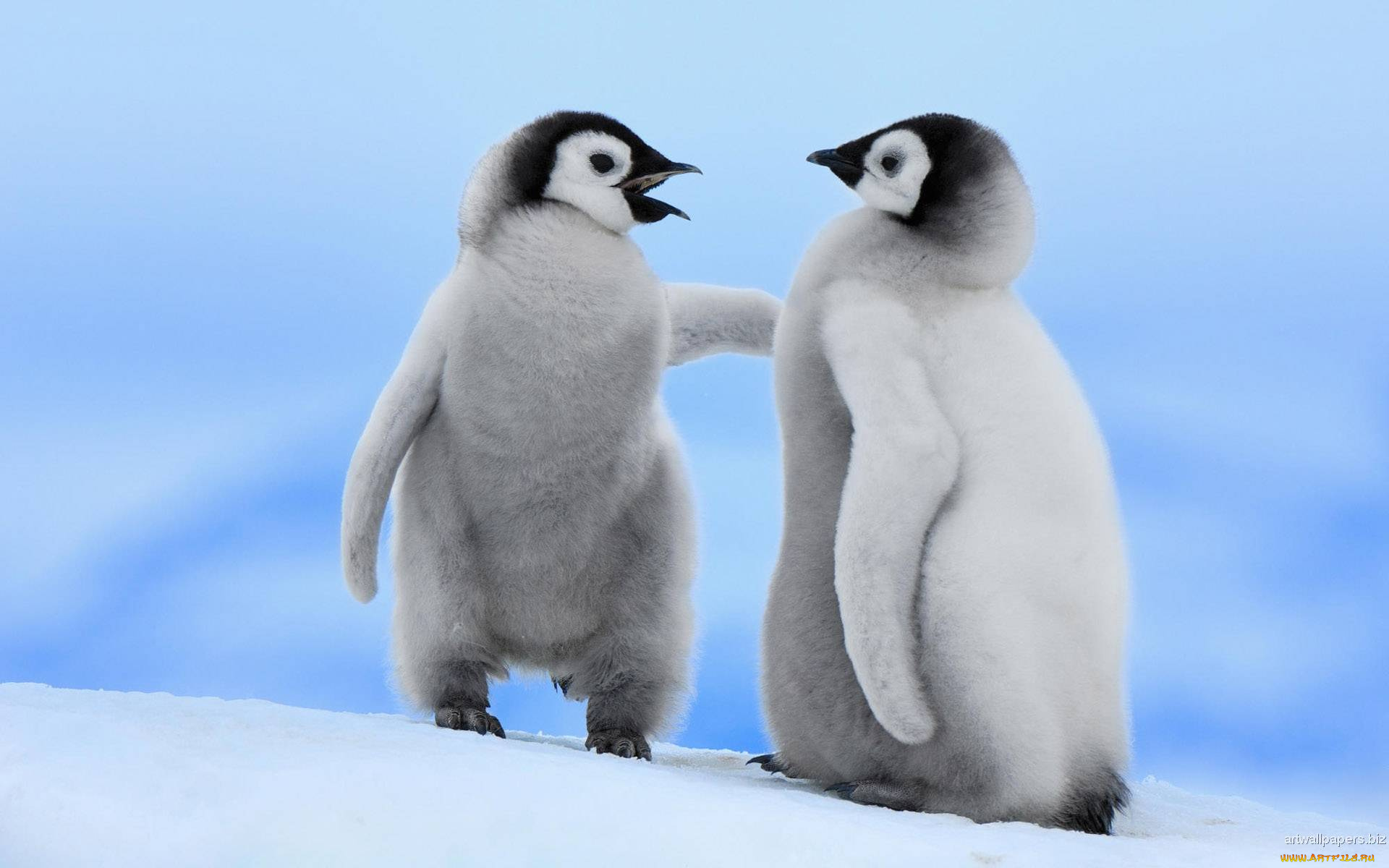 животные, пингвины, снег