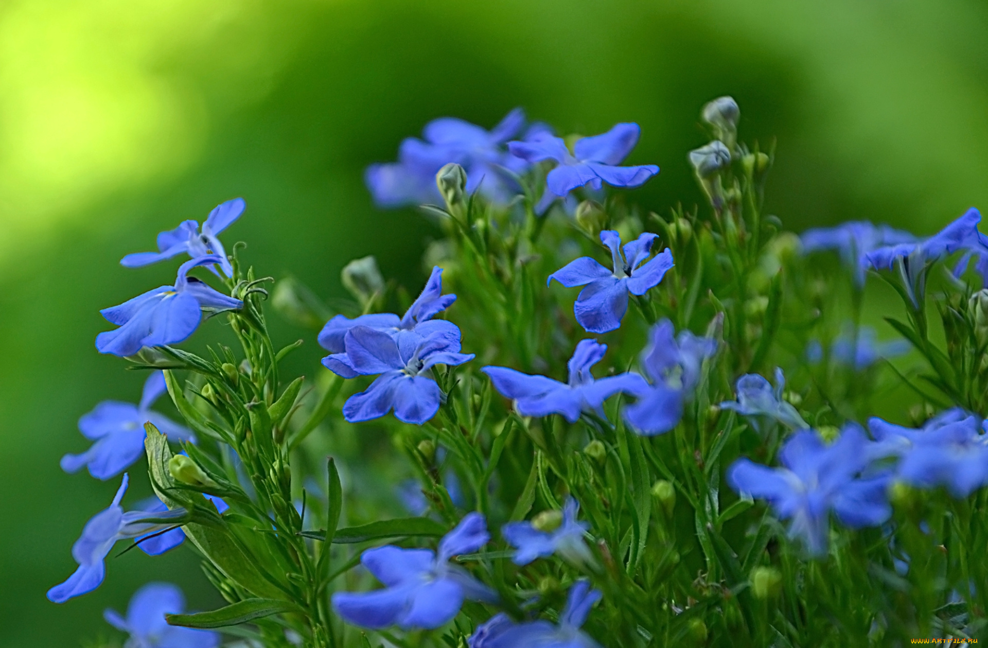 цветы, лобелии, синий
