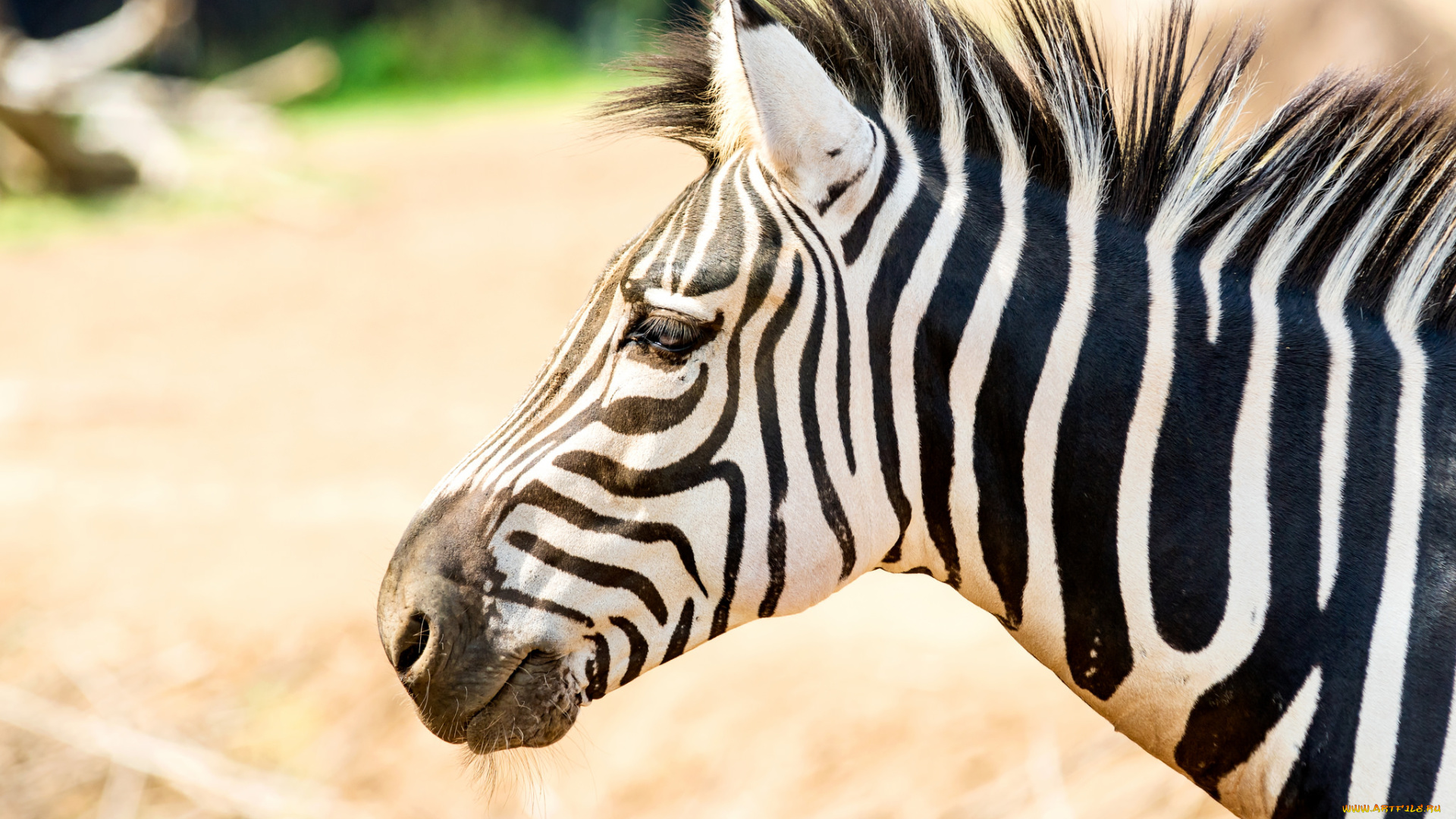 животные, зебры, зебра, полосы, черная, белая, животное