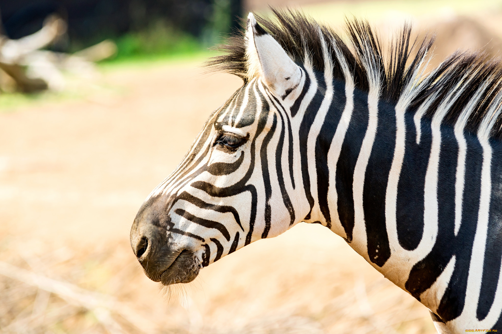 животные, зебры, зебра, полосы, черная, белая, животное