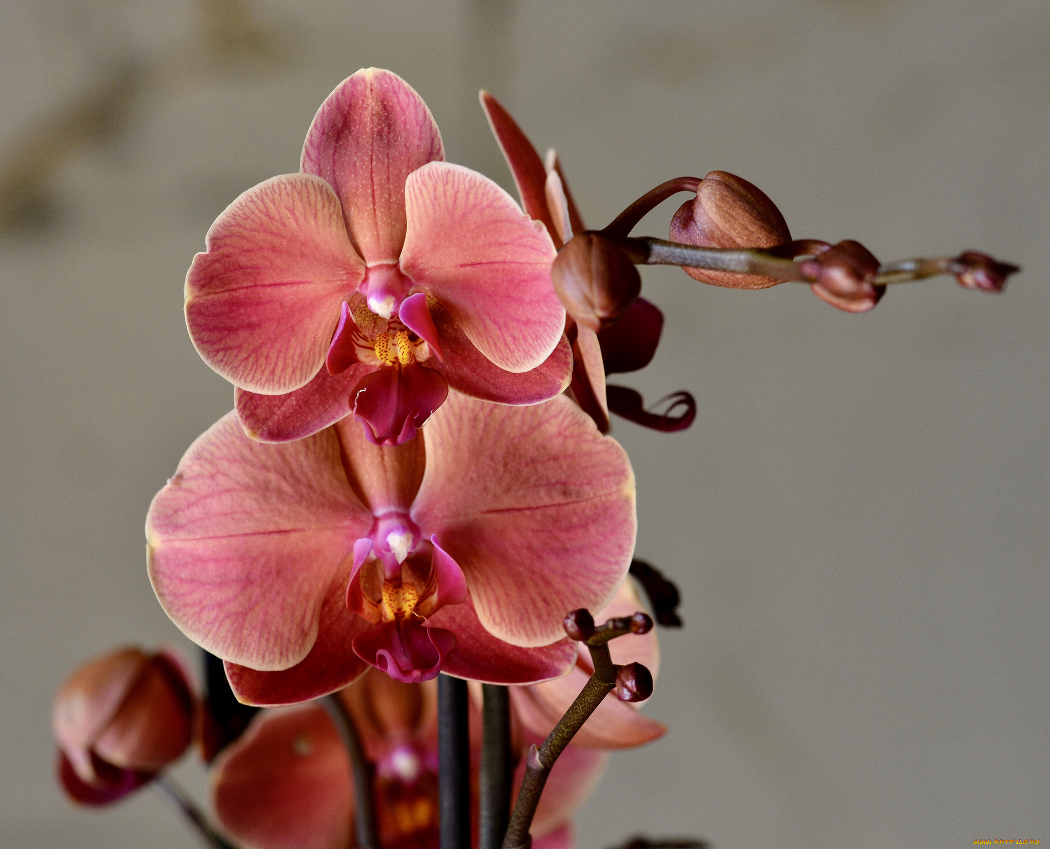 цветы, орхидеи, цветение, flowering, flowers, orchids