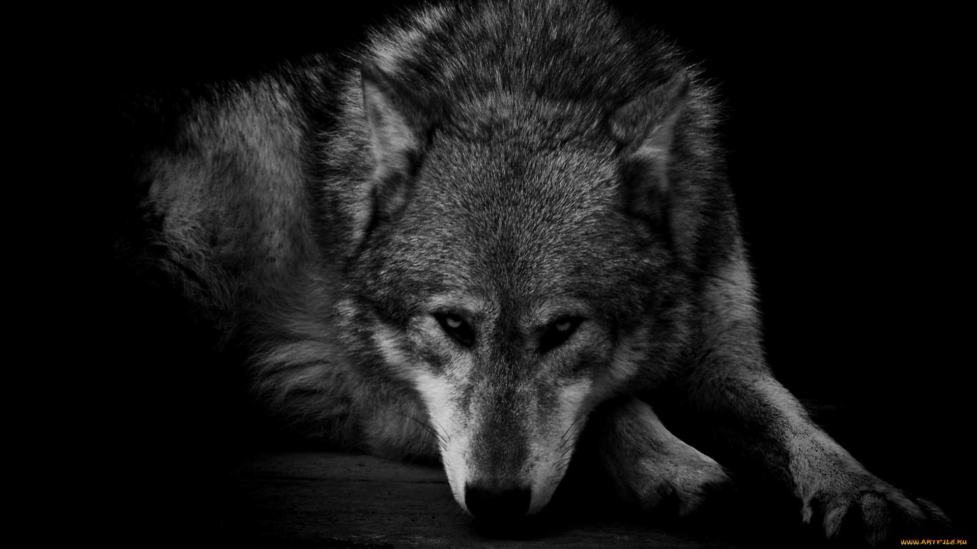 животные, волки, хищник, грусть