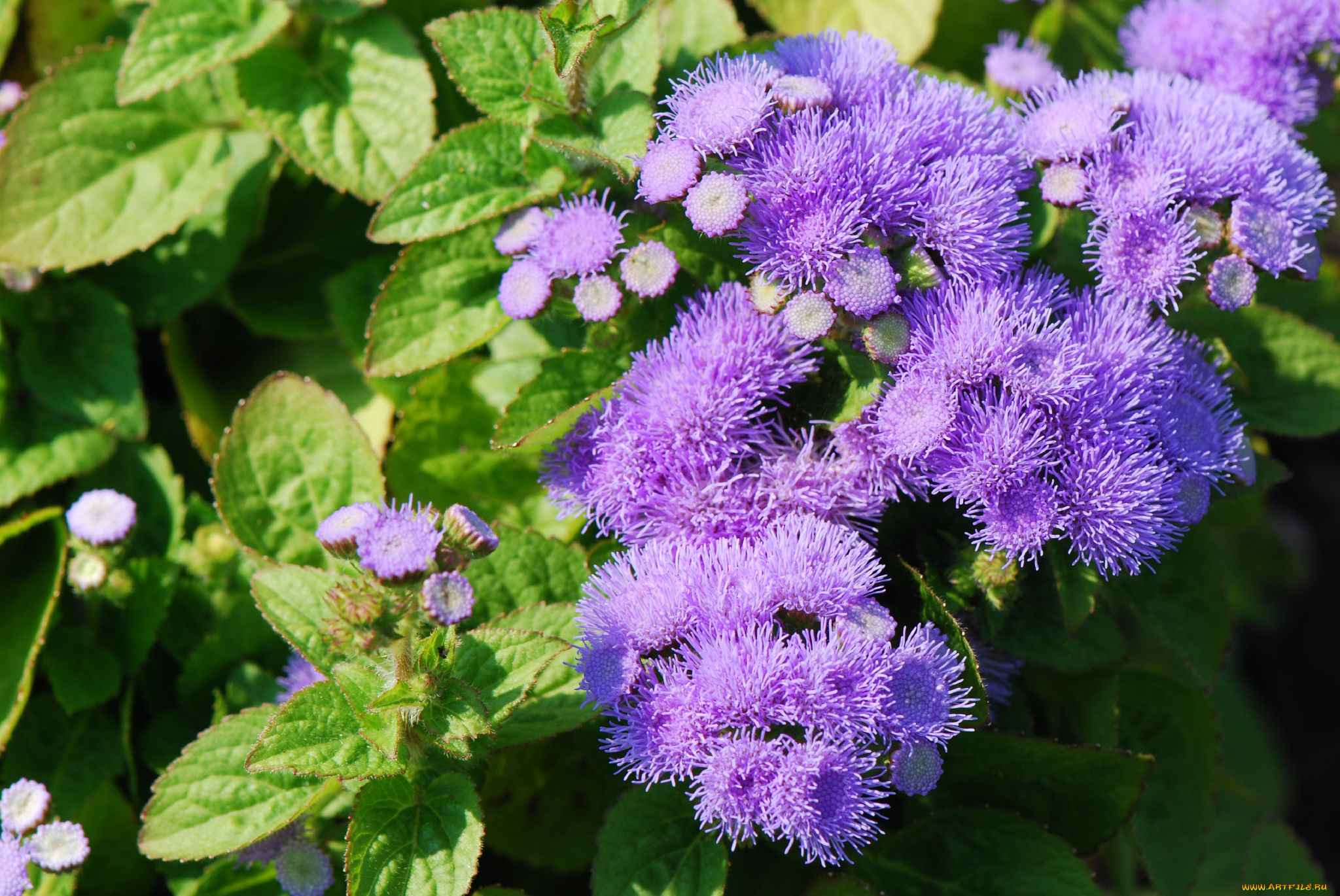 цветы, агератум, фиолетовый, пушистый
