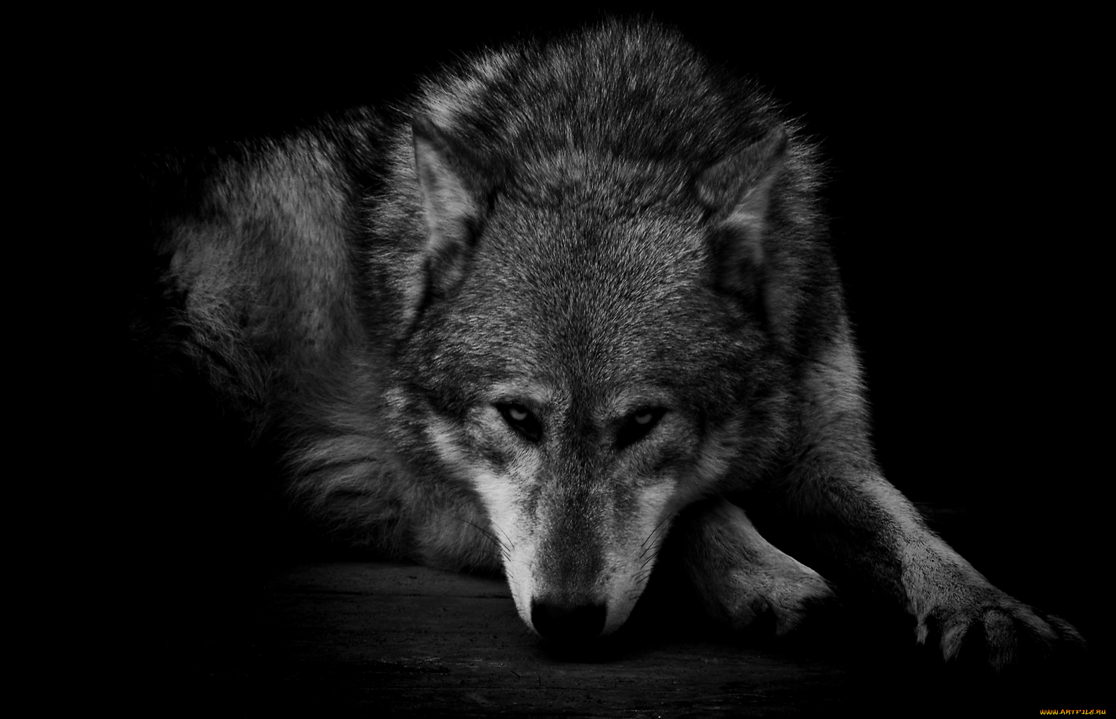 животные, волки, хищник, грусть