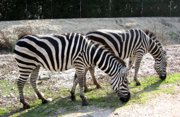 Картинка животные зебры две